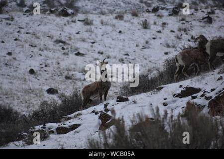 Bighorn Schafe in einem Yakima River Canyon High Desert Schneesturm Stockfoto