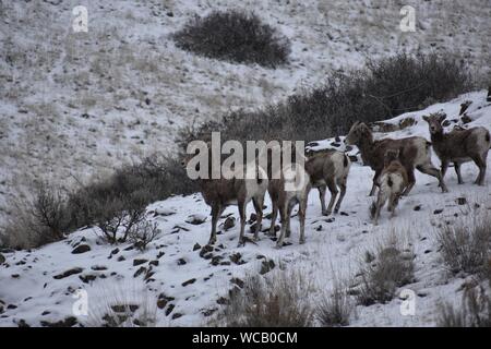 Bighorn Schafe in einem Yakima River Canyon High Desert Schneesturm Stockfoto