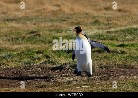 Ein einsamer Königspinguin (Aptenodytes patagonicus) in einer Kolonie auf Tierra del Fuego, Chile gegründet Stockfoto