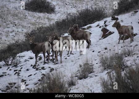 Bighorn Schafe in einem Yakima River Canyon High Desert Schneesturm Stockfoto