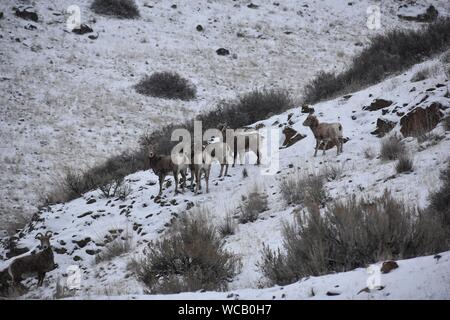 Bighorn Schafe in einem Yakima River Canyon High Desert Schneesturm Stockfoto