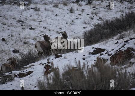 Bighorn Schafe in einem Yakima River Canyon High Desert Schneesturm Stockfoto