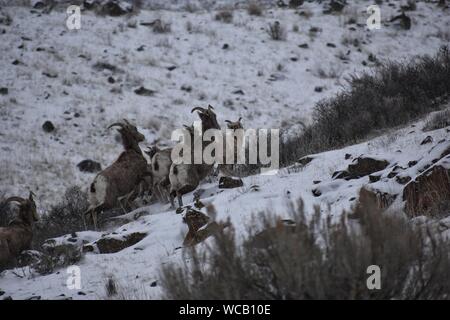 Bighorn Schafe in einem Yakima River Canyon High Desert Schneesturm Stockfoto