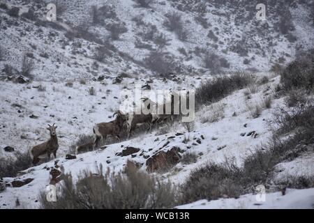 Bighorn Schafe in einem Yakima River Canyon High Desert Schneesturm Stockfoto