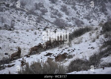 Bighorn Schafe in einem Yakima River Canyon High Desert Schneesturm Stockfoto