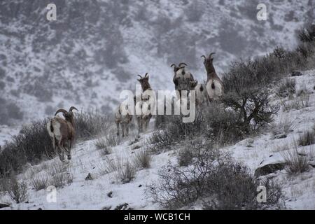 Bighorn Schafe in einem Yakima River Canyon High Desert Schneesturm Stockfoto