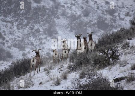 Bighorn Schafe in einem Yakima River Canyon High Desert Schneesturm Stockfoto