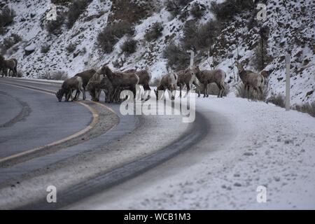 Bighorn Schafe in einem Yakima River Canyon High Desert Schneesturm Stockfoto