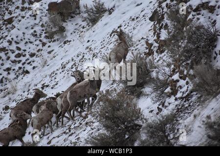 Bighorn Schafe in einem Yakima River Canyon High Desert Schneesturm Stockfoto