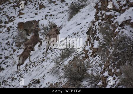 Bighorn Schafe in einem Yakima River Canyon High Desert Schneesturm Stockfoto