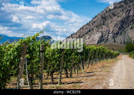 Wüste Weinberg in Osoyoos, South Okanagan Valley, Kanada. Stockfoto