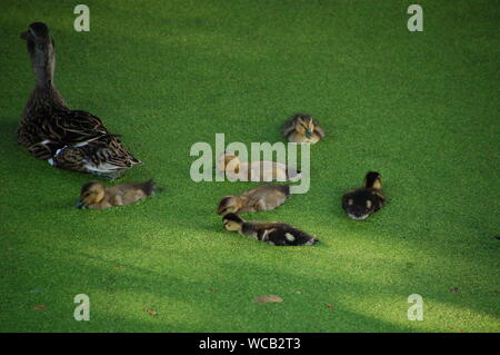 Eine Henne-Stockente, die im Arboretum bei UC Davis mit ihrem duckenden Floß im Schlepptau in Davis, CA, im grünen Algael schwimmt. Stockfoto