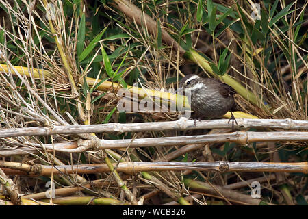 Dunkle Bellied Cinclodes (Cinclodes patagonicus) ruht auf einem Strand auf der Insel Chiloe in der Region Los Lagos. Stockfoto