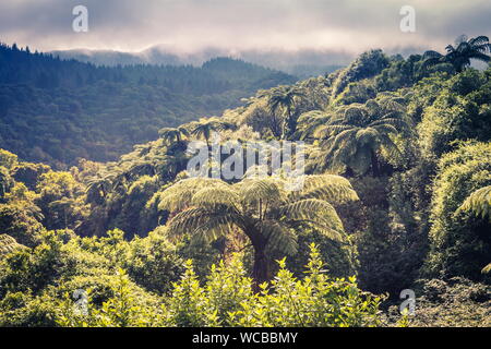 Landschaft Blick auf üppigen Neuseeland Wald an einem bewölkten Tag genommen Stockfoto