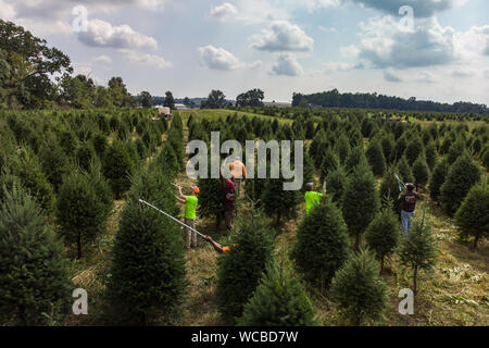 Mexikanische Arbeiter trimmen und Weihnachtsbäume am Boden wurzeln Christmas Tree Farm August 15, 2019 in York, Pennsylvania. Die Baumschule verwendet die landwirtschaftliche Abteilung H-2A Visa Program, Ihre Belegschaft zu füllen mit mexikanischen Wanderarbeitern. Seit 1932 das Strathmeyer Familie versorgt, Evergreen und Weihnachtsbaum und Vorräten an die Erzeuger, Großhändler, Landschaftsgestalter und Eigenheimbesitzer. Stockfoto