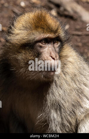 Die Berber Monkey ist ein beliebtes Tier zu stoppen und zu sehen, während im Atlasgebirge von Marokko. Dies ist eine Nahaufnahme einer Stockfoto