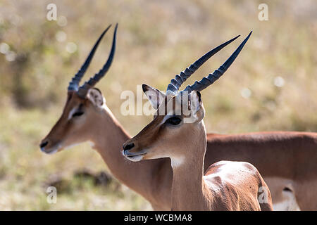 Die Impala ist eine mittelgroße Antilope und das einzige Mitglied der Gattung Aepyceros, Dies ist häufiger der 2 Arten. Stockfoto