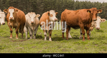 Linie der Simmentaler Kühe in einem Feld in ländlichen Schottland stehen im Sommer Stockfoto