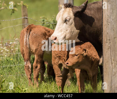 Mutter Kuh und Kalb mit Blick über ein Feld in Sumer Sonnenschein mit einer anderen Kuh im Hintergrund Stockfoto