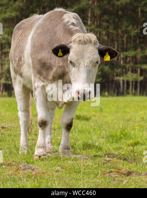 Einzelne Kuh schaut ein wenig traurig, als sie außerhalb in einem Feld in ländlichen Schottland steht Stockfoto