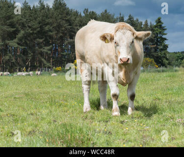 Single Charolais Kuh stehen im Feld in ländlichen Schottland mit Rest der Herde im Hintergrund Stockfoto