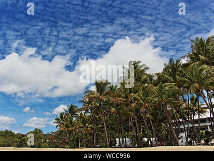 Der Palm Cove Strand Palm Tree Grove auf der einen schönen Winter Zuckerwatte sky Art des Tages Stockfoto