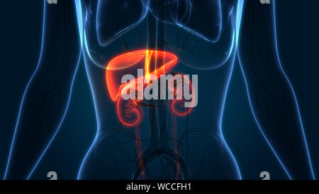 Mit der menschlichen Leber Nieren Anatomie Stockfoto