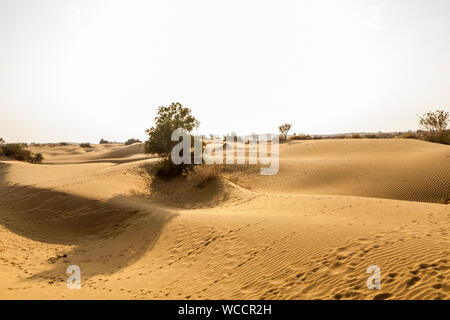 Sanddünen und Tier Titel auf einen Nachmittag in der Thar Wüste von Rajasthan, Indien. Stockfoto
