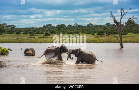 Junge Elefanten Spielen im Wasser, Krüger Nationalpark, Südafrika. Stockfoto