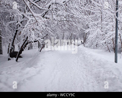 Schneebedeckten Pfad und klemmt Schnee auf den Ästen der Bäume. Park in den verschneiten Winter. Stockfoto