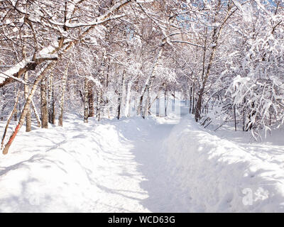 Schneebedeckten Pfad und klemmt Schnee auf den Ästen der Bäume. Park im hellen, sonnigen Tag im Winter. Stockfoto