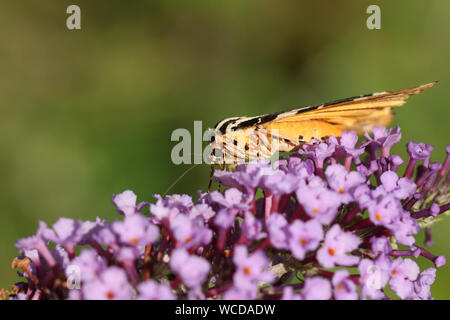 Eine hübsche Jersey Tiger Moth, Euplagia quadripunctaria, Fütterung auf einen sommerflieder Blume. Stockfoto