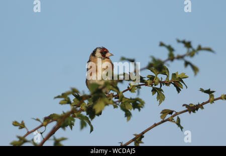 Eine schöne Stieglitz, Carduelis carduelis, auf einem Hawthorn tree thront. Stockfoto