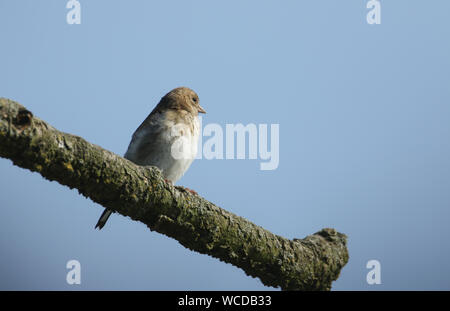 Eine schöne Kinder Stieglitz, Carduelis carduelis, auf einem Baum gehockt. Stockfoto