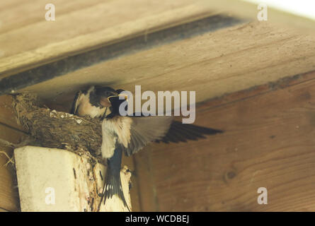 Zwei niedlichen Baby Schwalben Hirundo rustica, sitzen in ihrem Nest unter dem Dach eines Gebäudes. Eines der Küken wird von der übergeordneten Vogel gefüttert. Stockfoto