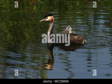 Eine schöne Haubentaucher, Podiceps cristatus, und seinen niedlichen Baby schwimmen in einem schnell fließenden Fluss. Stockfoto