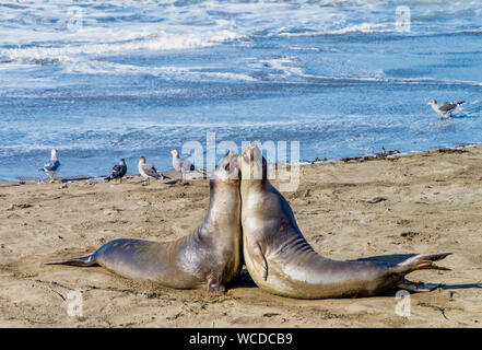 Seeelefanten am Strand in Kalifornien, USA Stockfoto