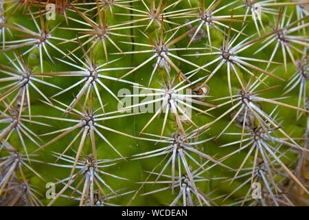 Stacheln von Kakteen (Cactaceae), Washington Slagbaai Nationalpark, STINAPA, Bonaire, Niederländische Antillen Stockfoto