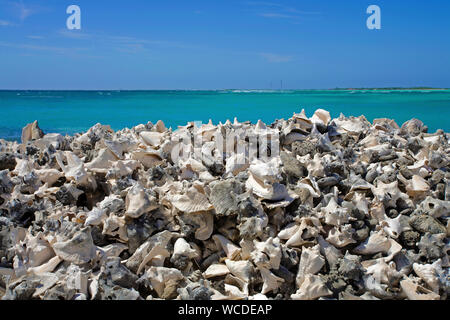 Gestapelte leere Hüllen von Königin Conches (Strombus gigas), ehemalige Delikatesse, heute geschützt, Bonaire, Niederländische Antillen Stockfoto