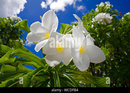 Frangipani Baum oder Pagode Baum (Plumeria alba), Bonaire, Niederländische Antillen Stockfoto