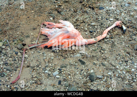 Tot Karibik Flamingo (Phoenicopterus ruber ruber), Bonaire, Niederländische Antillen Stockfoto