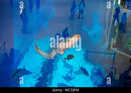 Das Bild von Tourist am Aquarium in der Dubai Mall, VAE Stockfoto