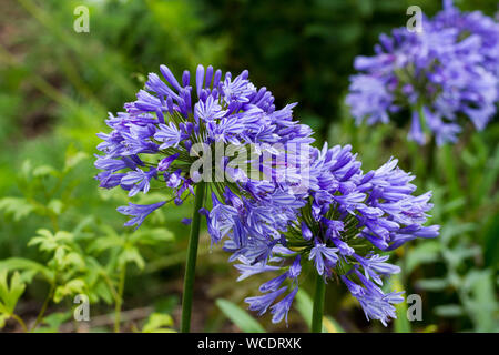 Agapanthus africanus 'blauer Pinsel', African Blue Lily, "Lilie der Nil" im Englischen Garten im Sommer. Vereinigtes Königreich Stockfoto