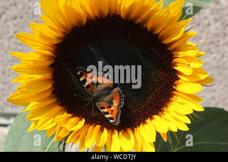 Eine große Sonnenblume Kopf mit einem schildpatt Schmetterling unter Berücksichtigung der Stecker aus der Sonnenblumenkerne Stockfoto