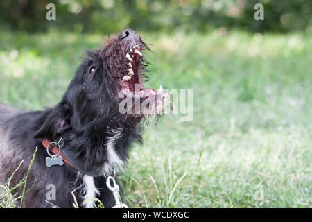Adorable Mischling Border Collie x Schnauzer schnollie Bellen Stockfoto