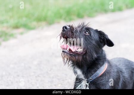 Adorable Mischling Border Collie x Schnauzer schnollie mit Platz auf der linken Seite Stockfoto