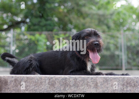 Adorable Mischling Border Collie x Schnauzer schnollie im Park liegend Stockfoto