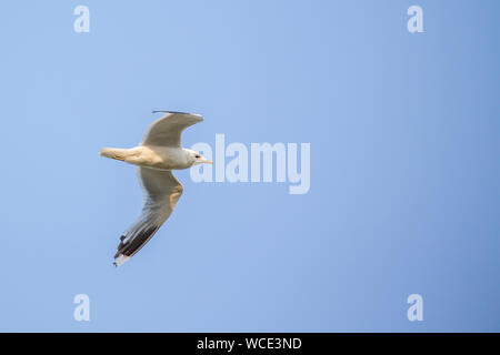 Sturmmöwe (Larus canus) Fliegen über Juist, Ostfriesische Inseln, Deutschland. Stockfoto