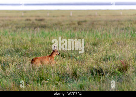 Roe Buck auf den Salzwiesen am Wattenmeer auf Juist, Ostfriesische Inseln, Deutschland. Stockfoto