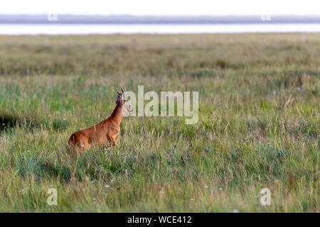 Roe Buck auf den Salzwiesen am Wattenmeer auf Juist, Ostfriesische Inseln, Deutschland. Stockfoto